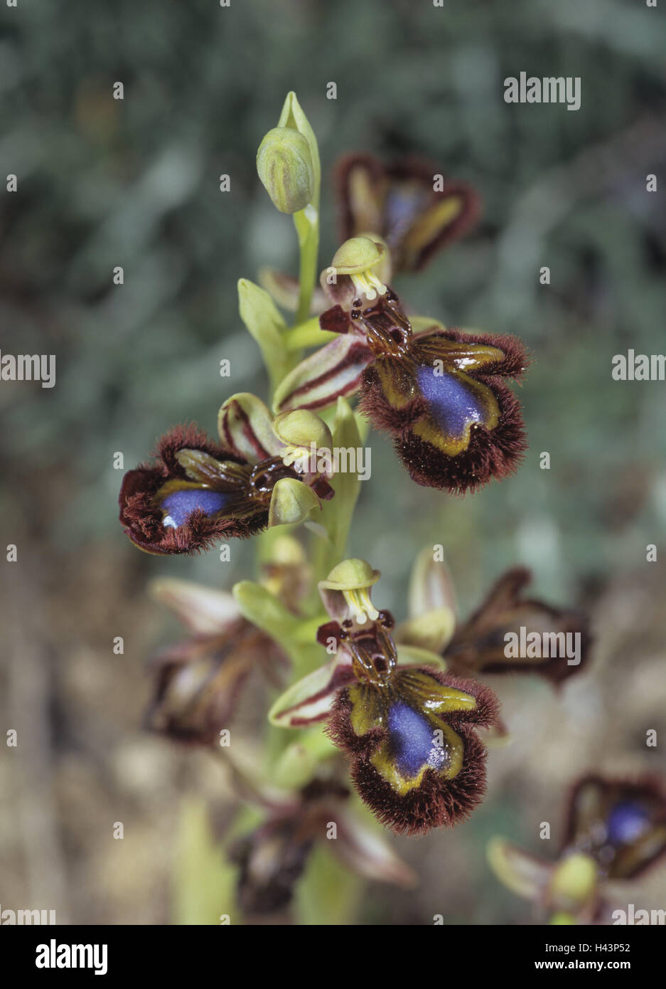 Spiegel-Ragwurz, Ophrys speculum, dettaglio, fiori, piante, fiori, orchidea, blossom, periodo bloom, natura botanica, pianta selvatica, orchis, Ragwurz, Foto Stock