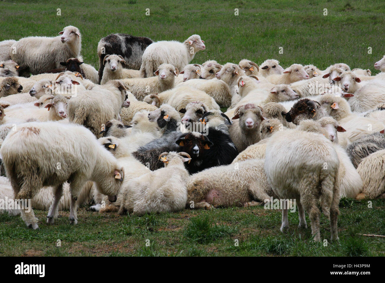 Polonia, Alti Tatra, gregge di pecore, destinazione, natura, cape tipi, animali, a vantaggio degli animali mammiferi, si concentra, pecore, agricoltura, allevamento, allevamento di bovini, molti marchi auricolari, marcatura, Foto Stock