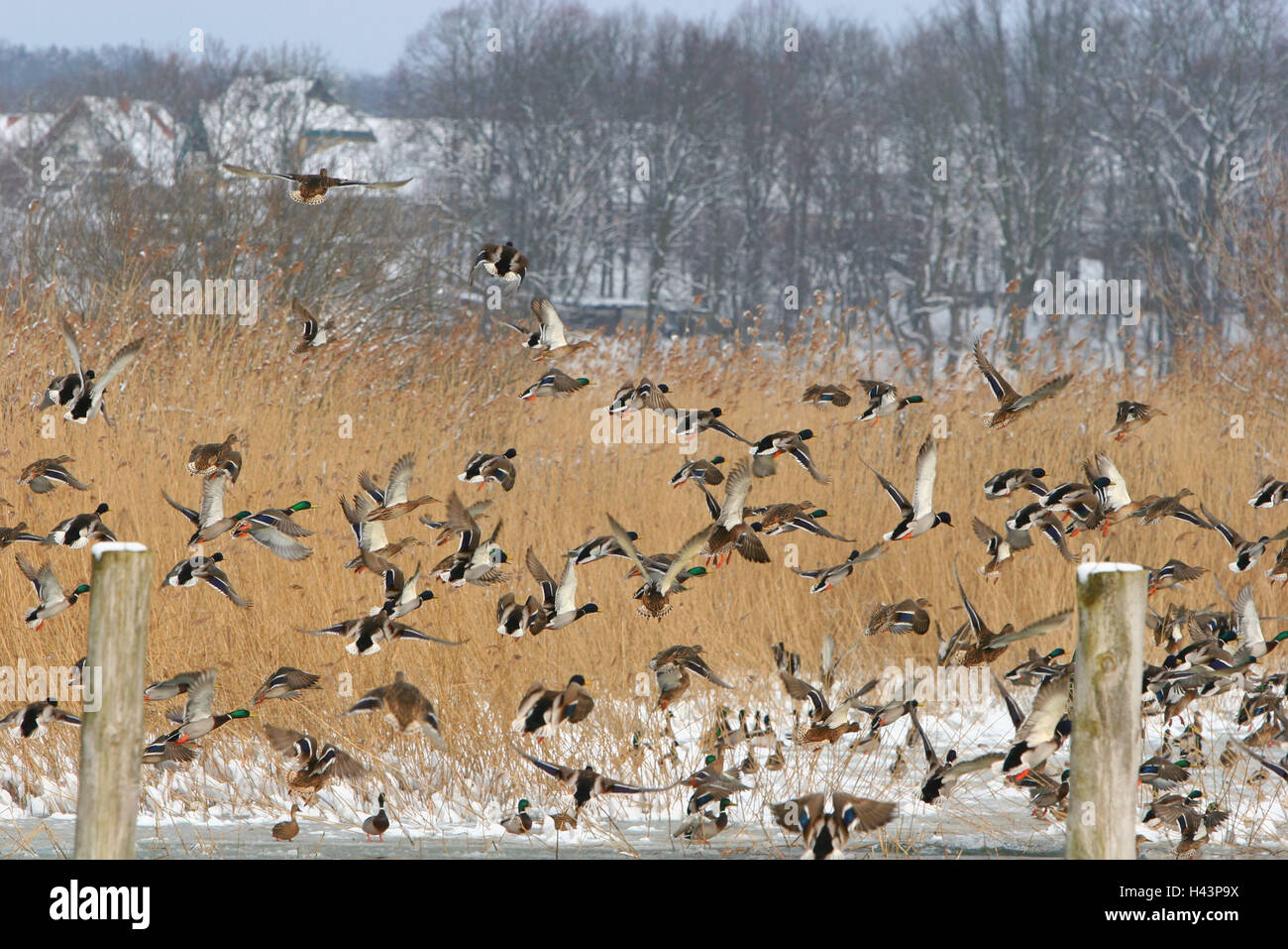 Paesaggio invernale, paesaggio invernale, anatre, folla, volare, animali, uccelli, Foto Stock
