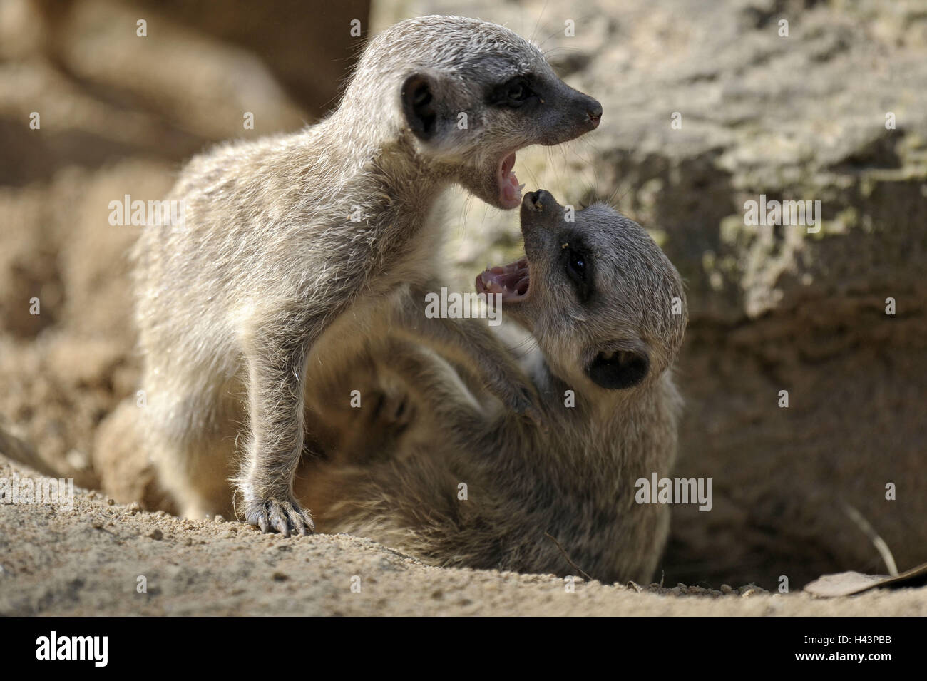 Messa a terra piccoli uomini, Suricata suricatta, due, gridare, Foto Stock
