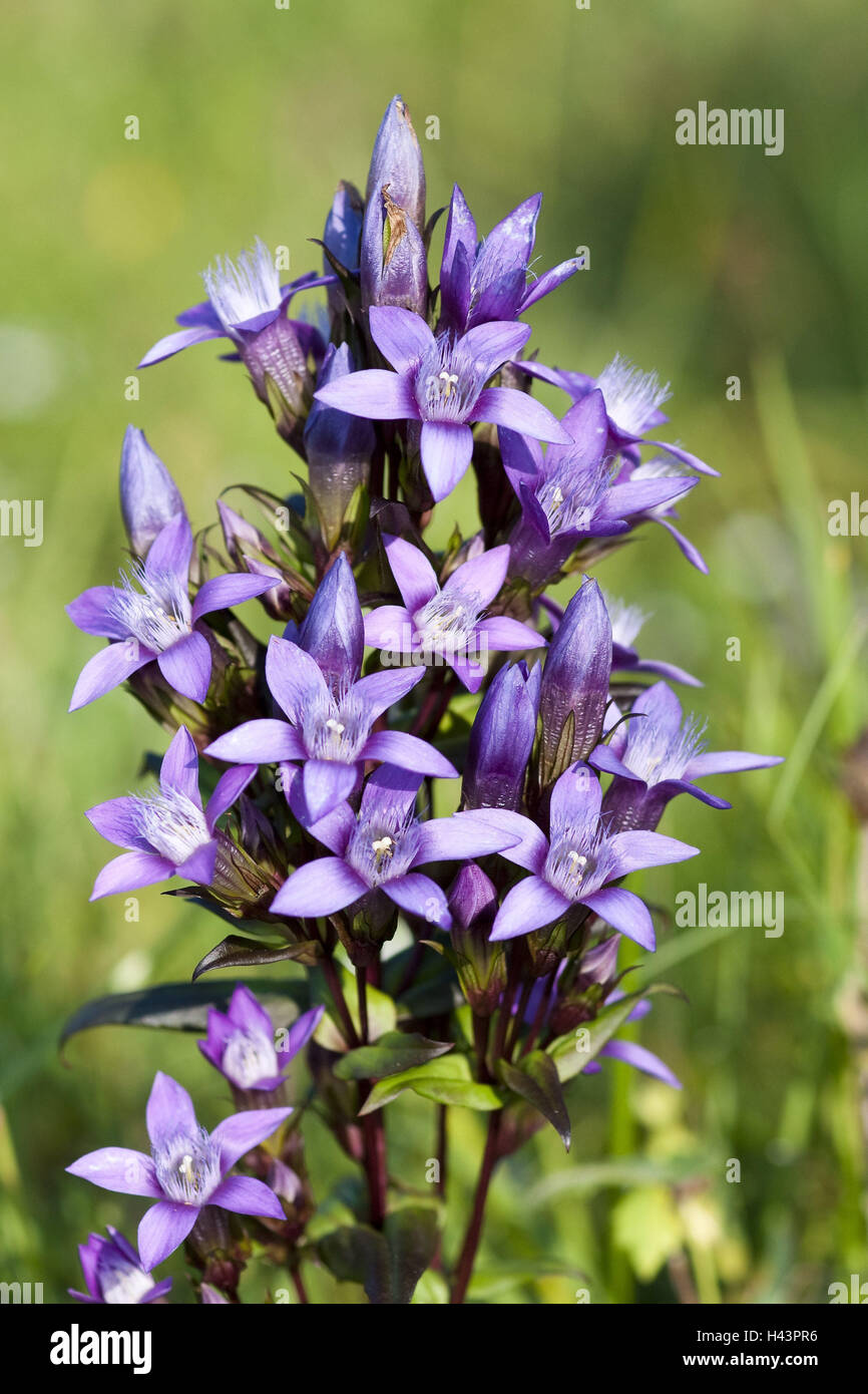 Chiltern genziana, Gentianella, germanica, impianti di genziana, rim genziane, fiore, blossom, Tedesco, genziana, impianti di genziana, filettatura genziana, Gentianella germanica, vivendo in Tann, rim genziane, Svevo incubo, blossom, Foto Stock