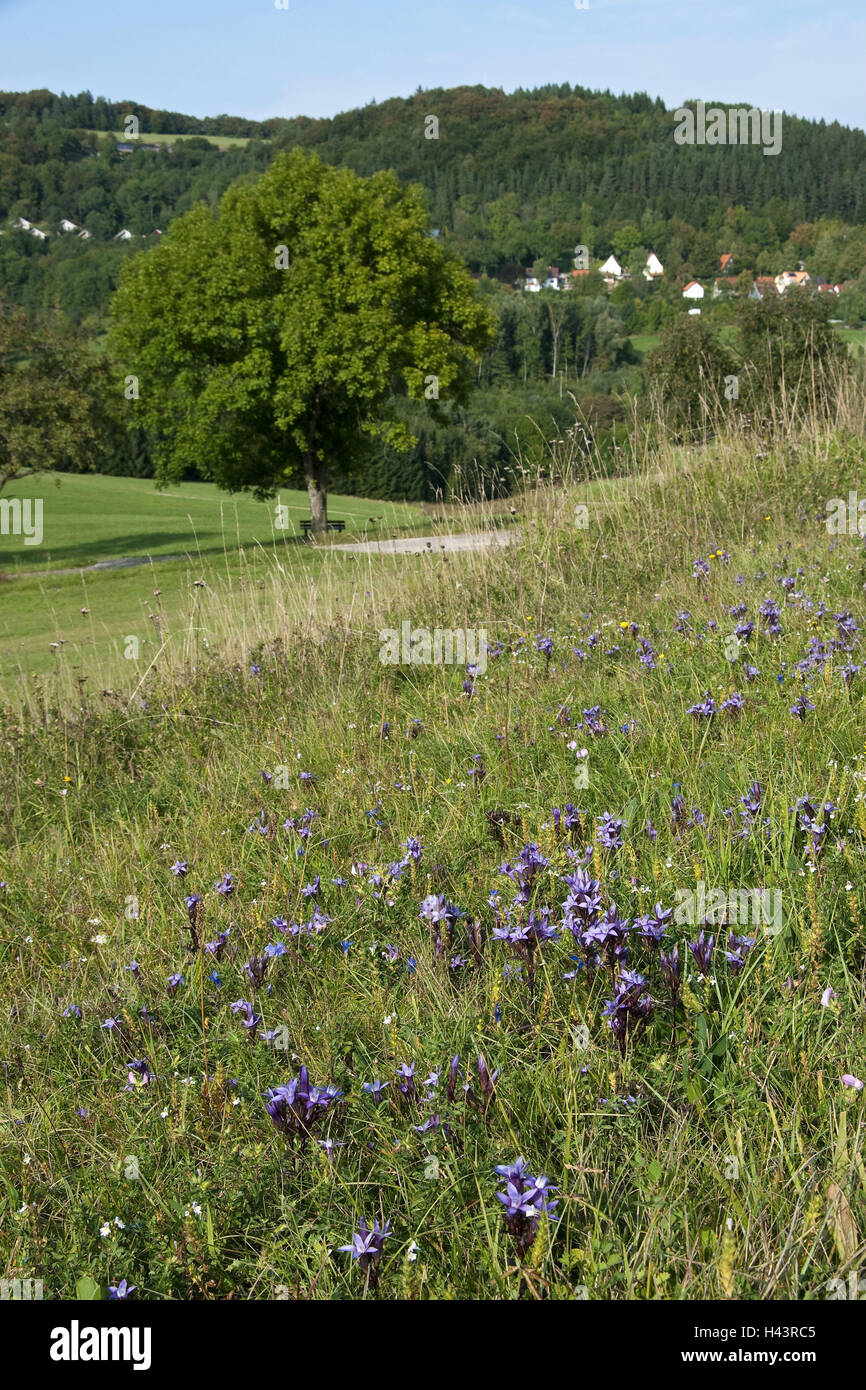 Chiltern genziana, Gentianella, germanica, impianti di genziana, rim genziane, fiore, blossom, Tedesco, genziana, impianti di genziana, filettatura genziana, Gentianella germanica, vivendo in Tann, rim genziane, Svevo incubo, blossom, scenario, prato, albero, Foto Stock