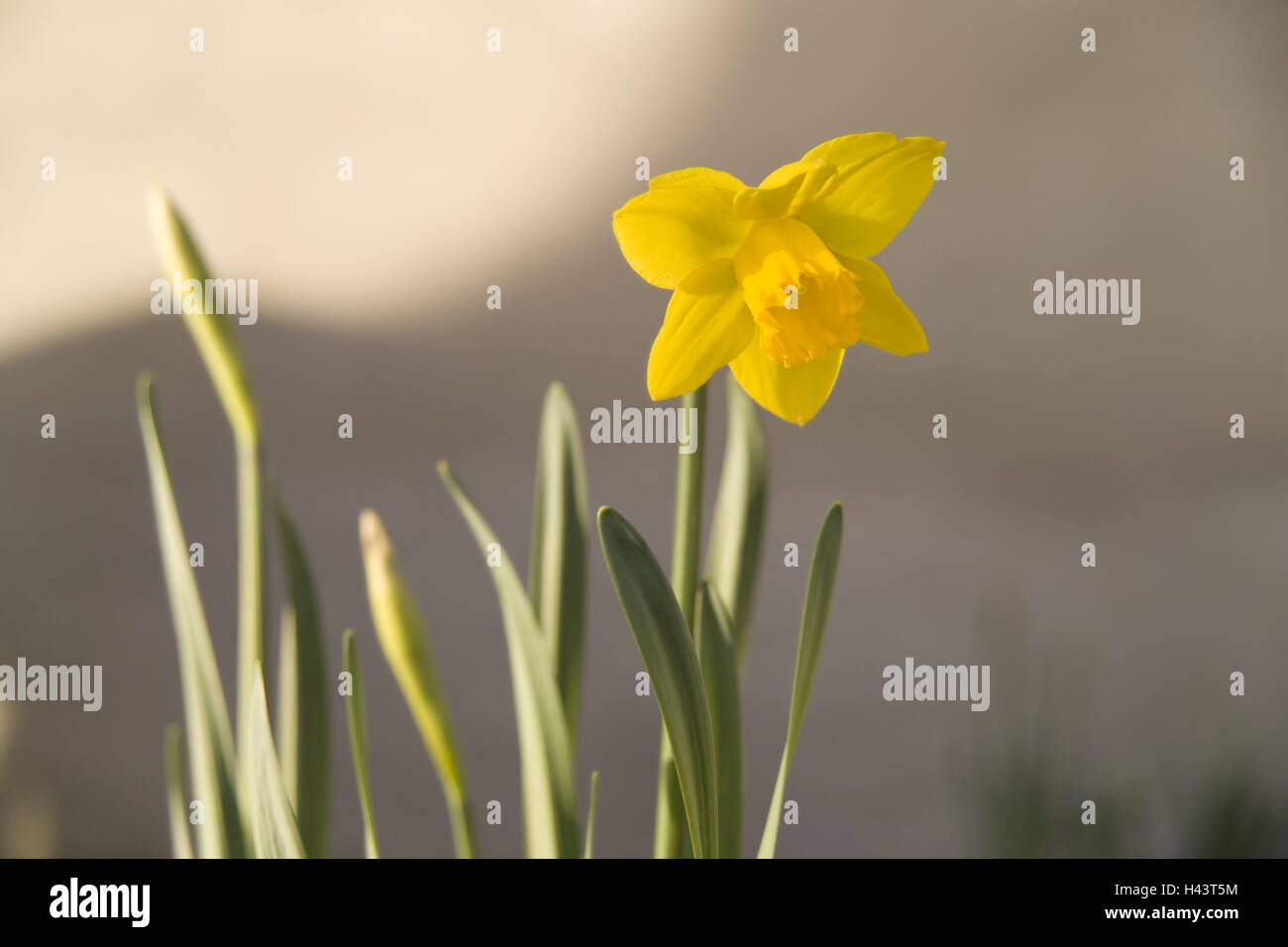 Narcisi, narcisi, blossom, narcisi, amaryllis piante, Amaryllidaceae, fiori, piante ornamentali, fiori recisi, fiori di primavera, tossico, fiori da giardino, giallo, piante, spazio copia, blur Foto Stock