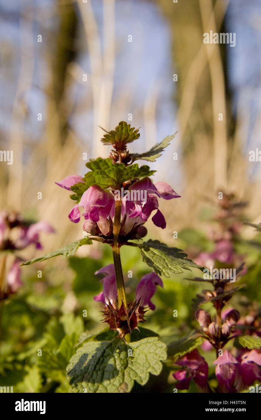 Dead ortica, Lamium purpureum, blossom, botanica, impianti, natura, fiori, Crimson Red, morto di ortiche, labbro blossom piante, medie di close-up, fioritura, medicinale vegetale, piante medicinali, erbe aromatiche, flora, Foto Stock