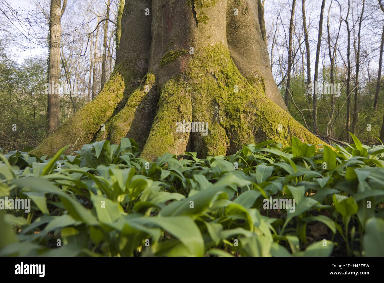 Legno, tronco, dettaglio, aglio selvatico, fasci di linee, linee, corteccia, legno, natura, light, paesaggi, Allium, albero, alberi, foglie, Foto Stock