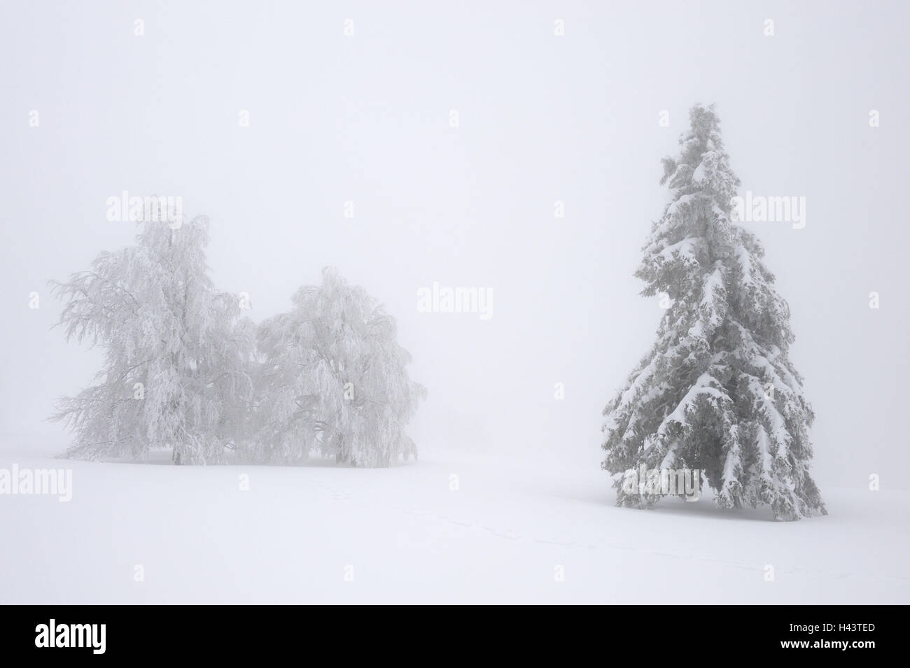 Germania, Baden-Württemberg, sud della Foresta Nera, Kandel, alberi coperti di neve, nebbia, Foto Stock