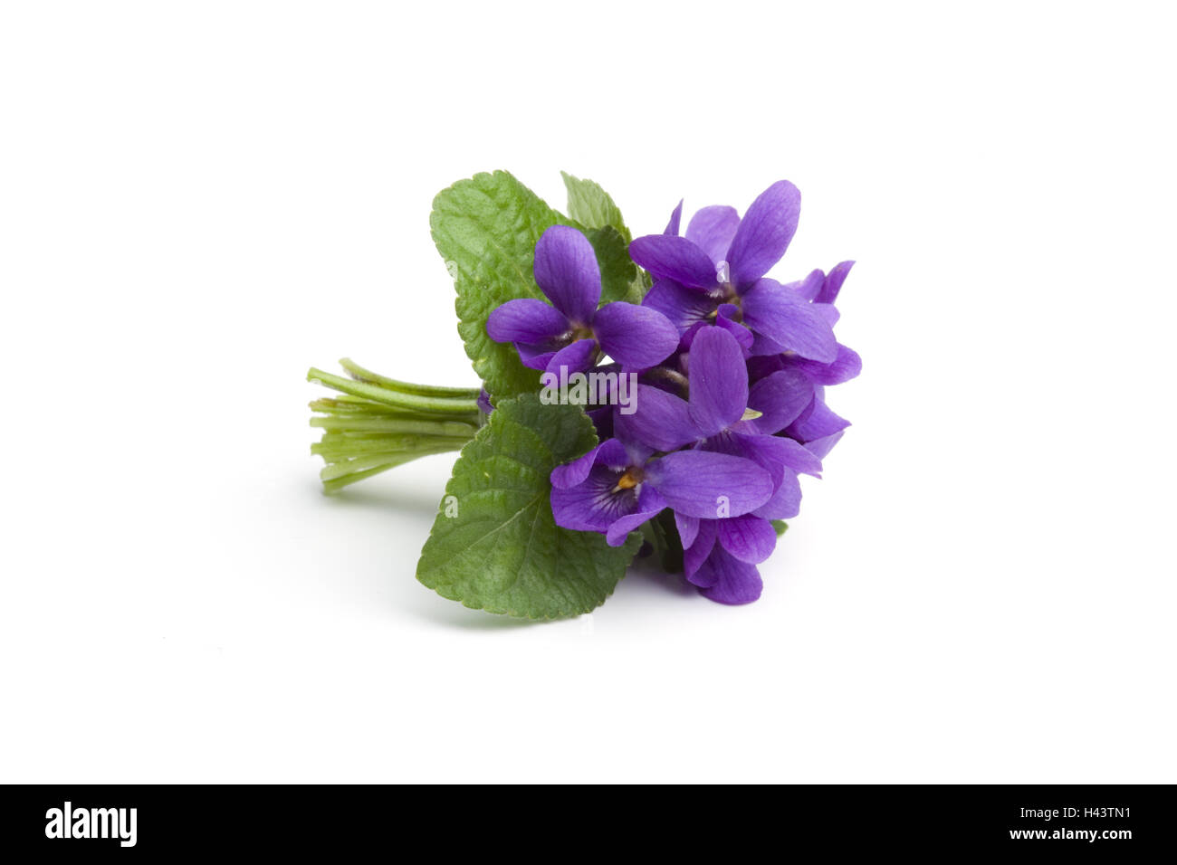 Violetta mazzetto, copia di spazio, Foto Stock