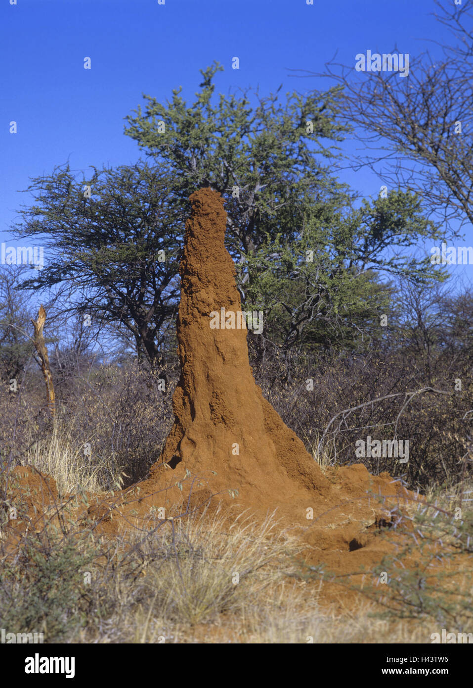 La Namibia, termite hill, animali, insetti, Pterygota, termite costruzione, termitary, colony termiti, costruzione di origine animale, mucky formazione, concezione, adattamento, fermezza, costanza, natura, habitat, Africa Foto Stock