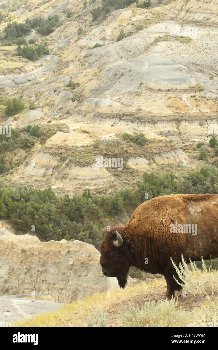 Un bisonte americano in badland meditazioni. Foto Stock