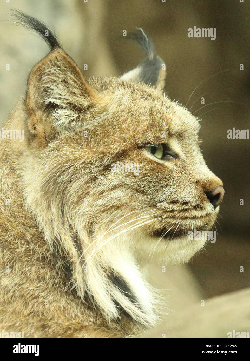 Un Lynx di Canada con uno sguardo distante. Foto Stock
