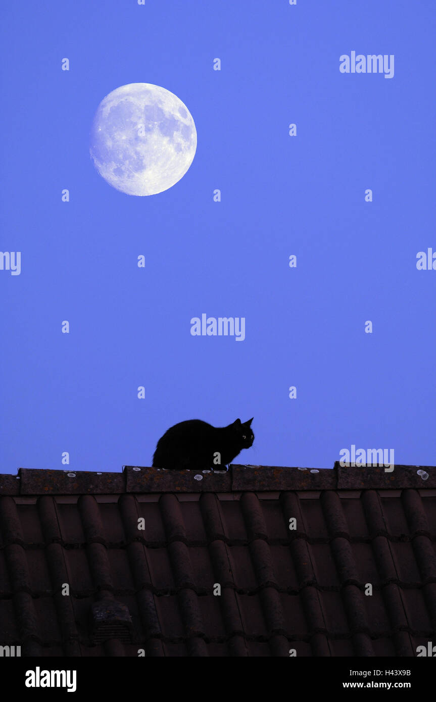 Tetto, il gatto di casa, luna, Foto Stock
