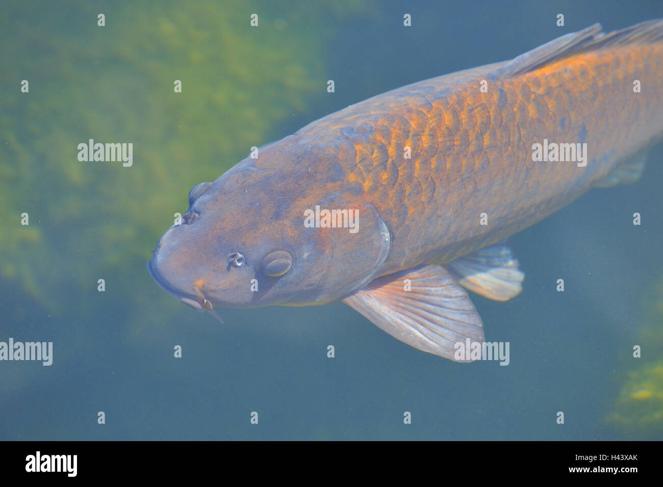 Scala di carpe, Cyprinus carpio, acqua, dettaglio Foto Stock