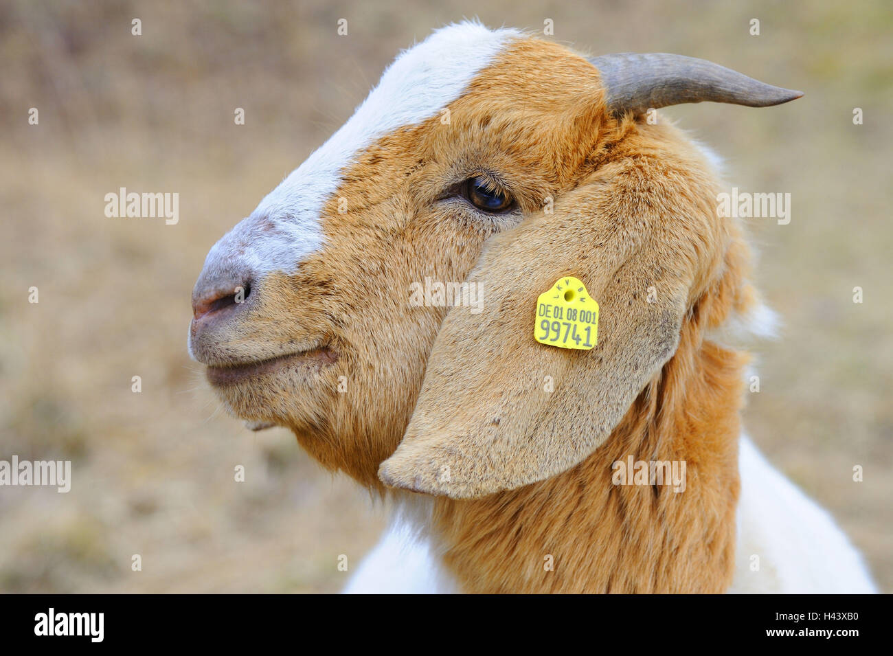 Casa di capra, Capra hircus, marchio auricolare, ritratto, Foto Stock