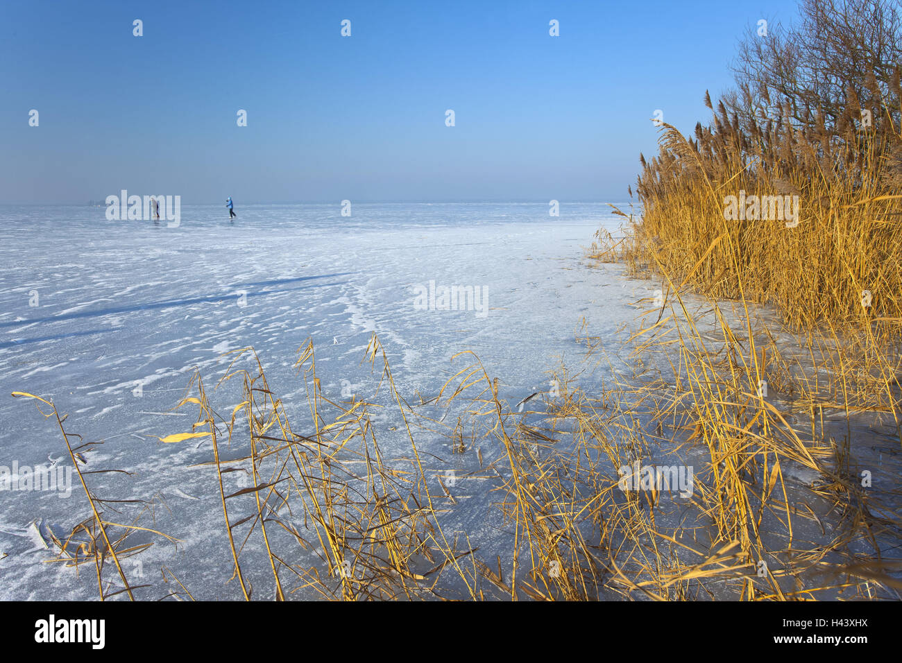 L'Europa, Germania, Steinhude, Steinhuder Meer, copertura di ghiaccio, reed, inverno, Foto Stock