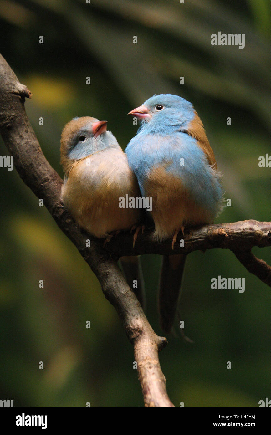 Blue-capped cordon-bleu, ramo, sedersi, close-up, Foto Stock