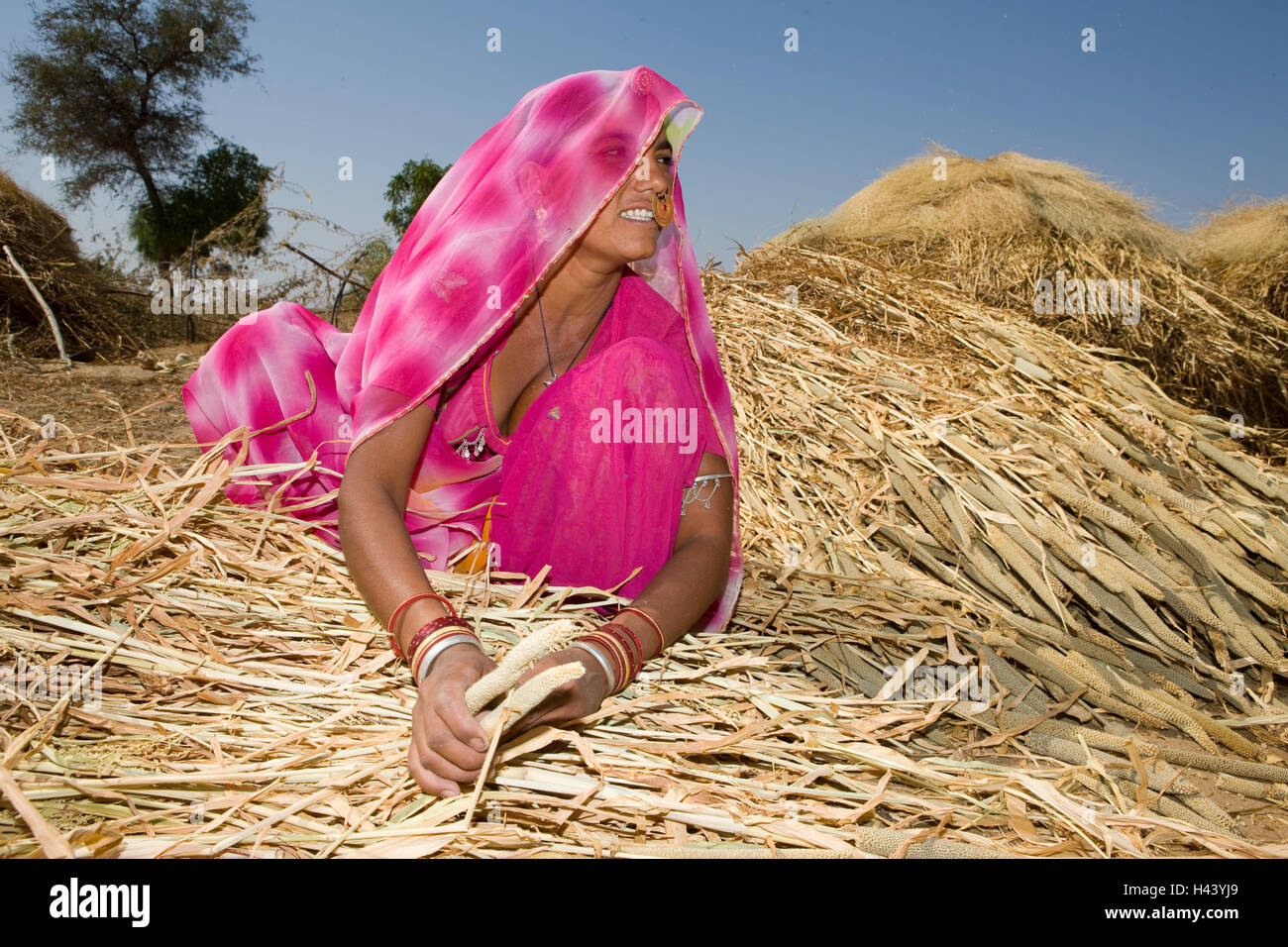 India Rajasthan, vicino Luni, tribù Bisnoi, donna, giovane, velo, anello nasale, gioielli, esegui uno squat, grano raccolto, nessun modello di rilascio, Foto Stock