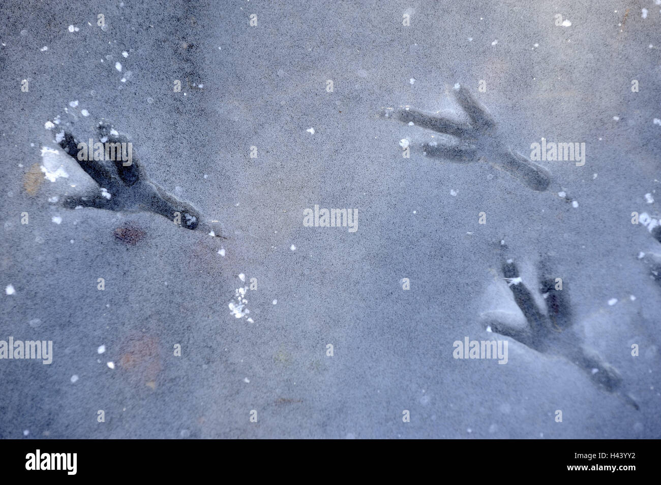 Stagno, lastra di ghiaccio, bird's tracce, dettaglio, ghiaccio, lago, congelate, icebound, lo strato di ghiaccio, pattern, superficie, stagione Inverno, freddo, animale via, impronte, artigli, traccia una emissione laser, Foto Stock