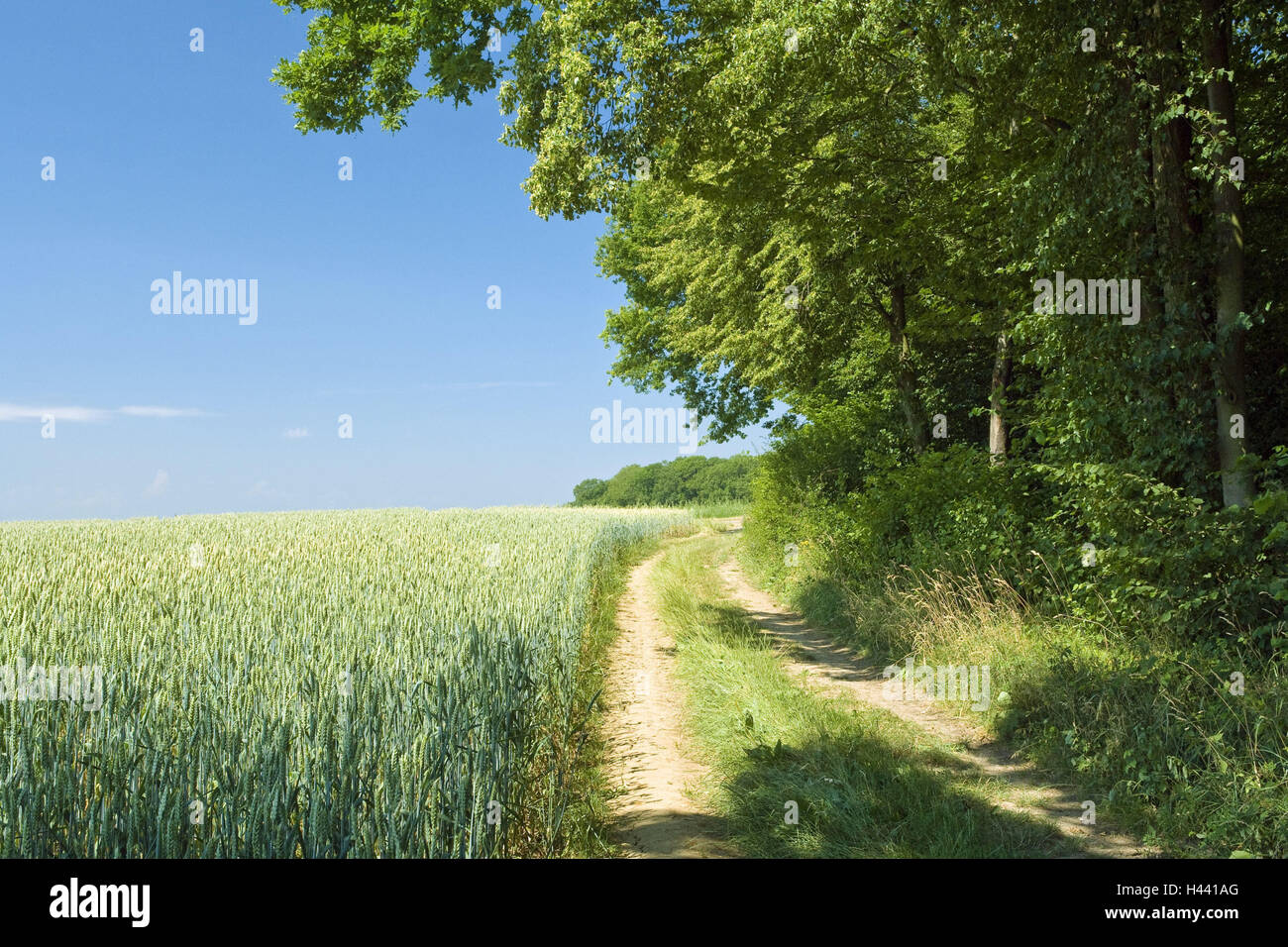 Germania, Baden-Württemberg, centro città, granella-campo, modo, il bordo della foresta, campo paese lane, legno, la coltivazione del grano, campo di grano, agricoltura, economia del campo, natura, estate, stagione, nessuno, Foto Stock