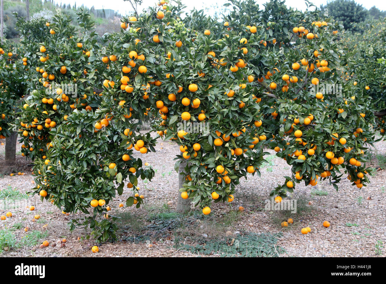 Maiorca, alberi di arancio, dettaglio, ramoscelli, arance, Spagna, le isole Baleari, Isole Baleari isola, alberi da frutta, agrumi, arancio, sana, ricca di vitamine, fresco di giornata, raccolto fresco di giornata, frutta, Agrumen, piantagione di arancione, Foto Stock