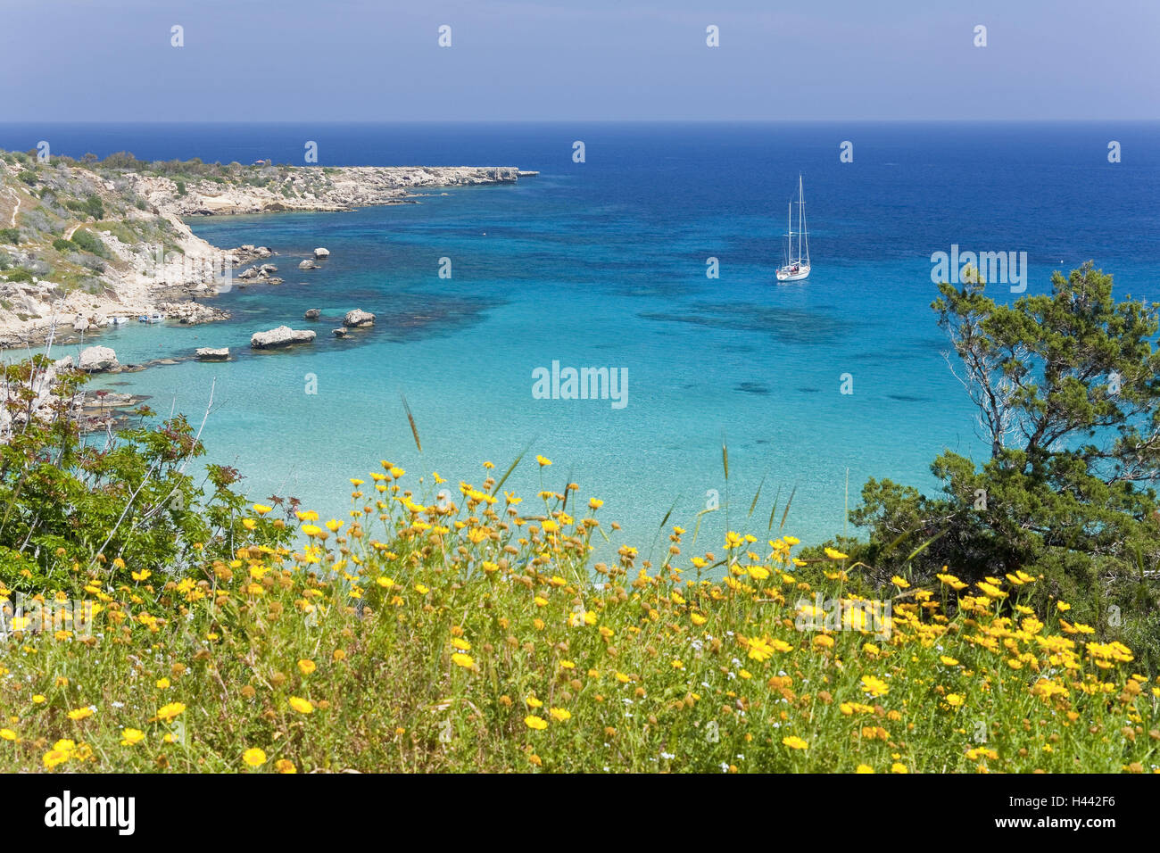 Cipro, greco, Protaras, Konnos Bay Beach, Europa Sud Europa, Cipro del Sud, bay, paesaggio, mare, persone, Mediterraneo, acqua mare, turismo, destinazione vacanza, boat, barca a vela ormeggiata, fiori, bloom, giallo, turchese . Foto Stock