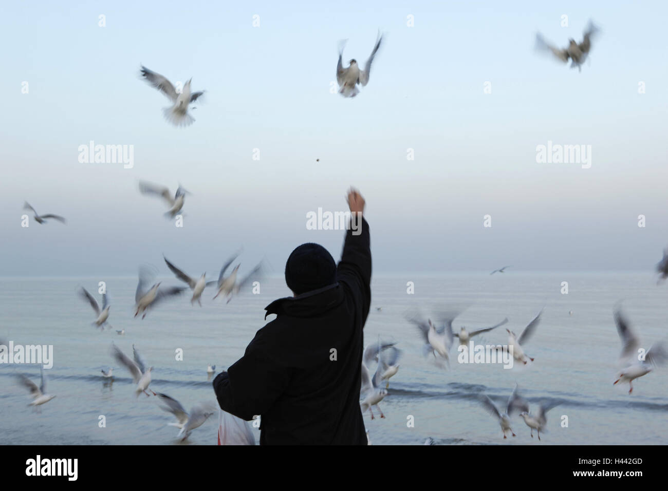 L'uomo, vista posteriore, uccelli, feed, mare, nessun modello di rilascio, Foto Stock