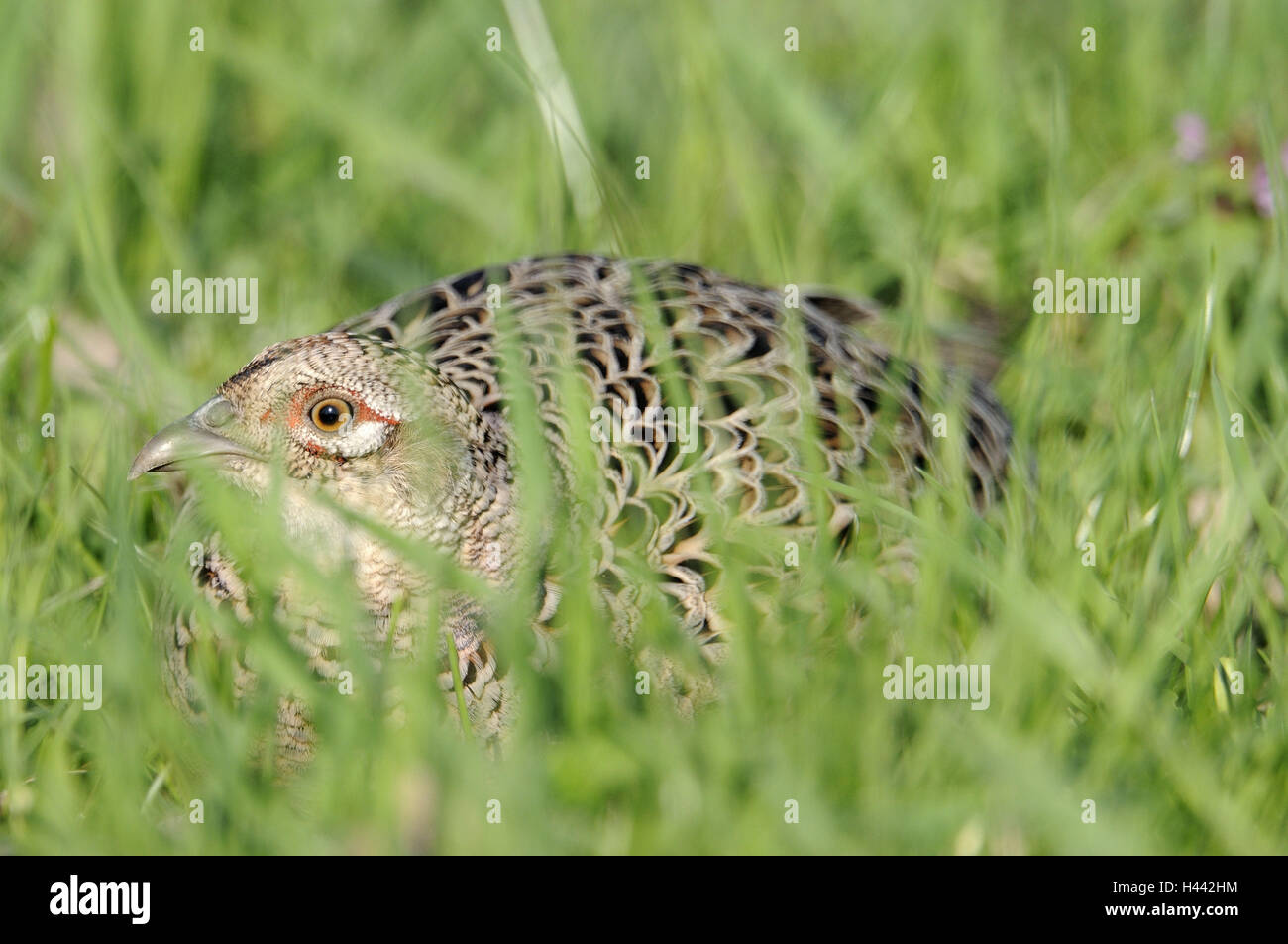 Prato, fagiano, Phasianus colchicus, sit sit, fagiano, femmine, femmina, gallina, animali, uccelli, campo nascondi piumaggio, erba, esterno, uccelli gallinacei, nobile fagiano, si chinò, Foto Stock