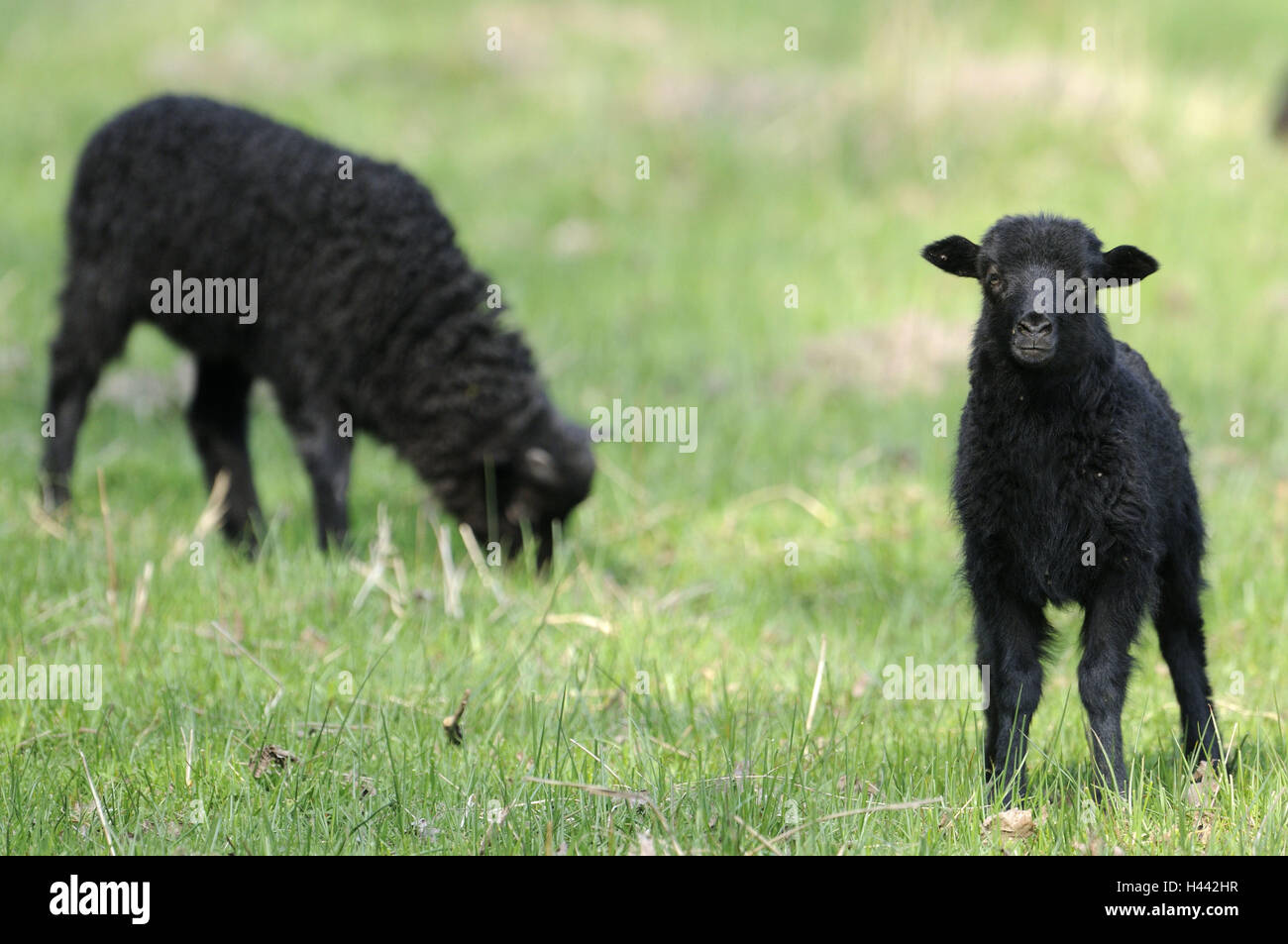 Heidschnucken, agnelli, erba, mangiare, animali mammiferi, a vantaggio degli animali, zoo, animali da zoo, pecore, Schafrasse, prato, nero, tutto il corpo, gli animali giovani, due blur, stand, pascolare, Foto Stock