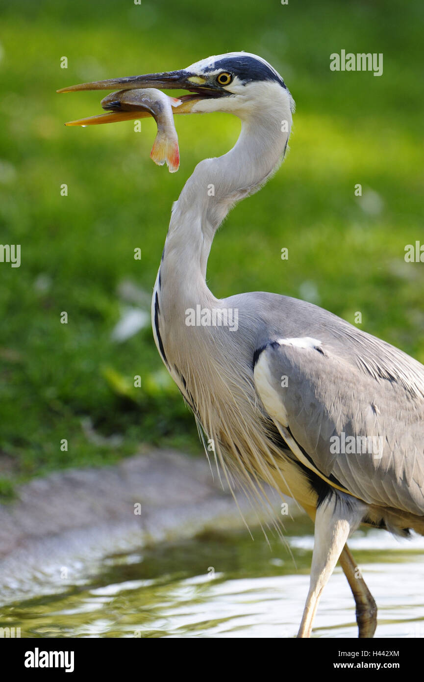 Airone cenerino, Ardea cinerea, Foto Stock