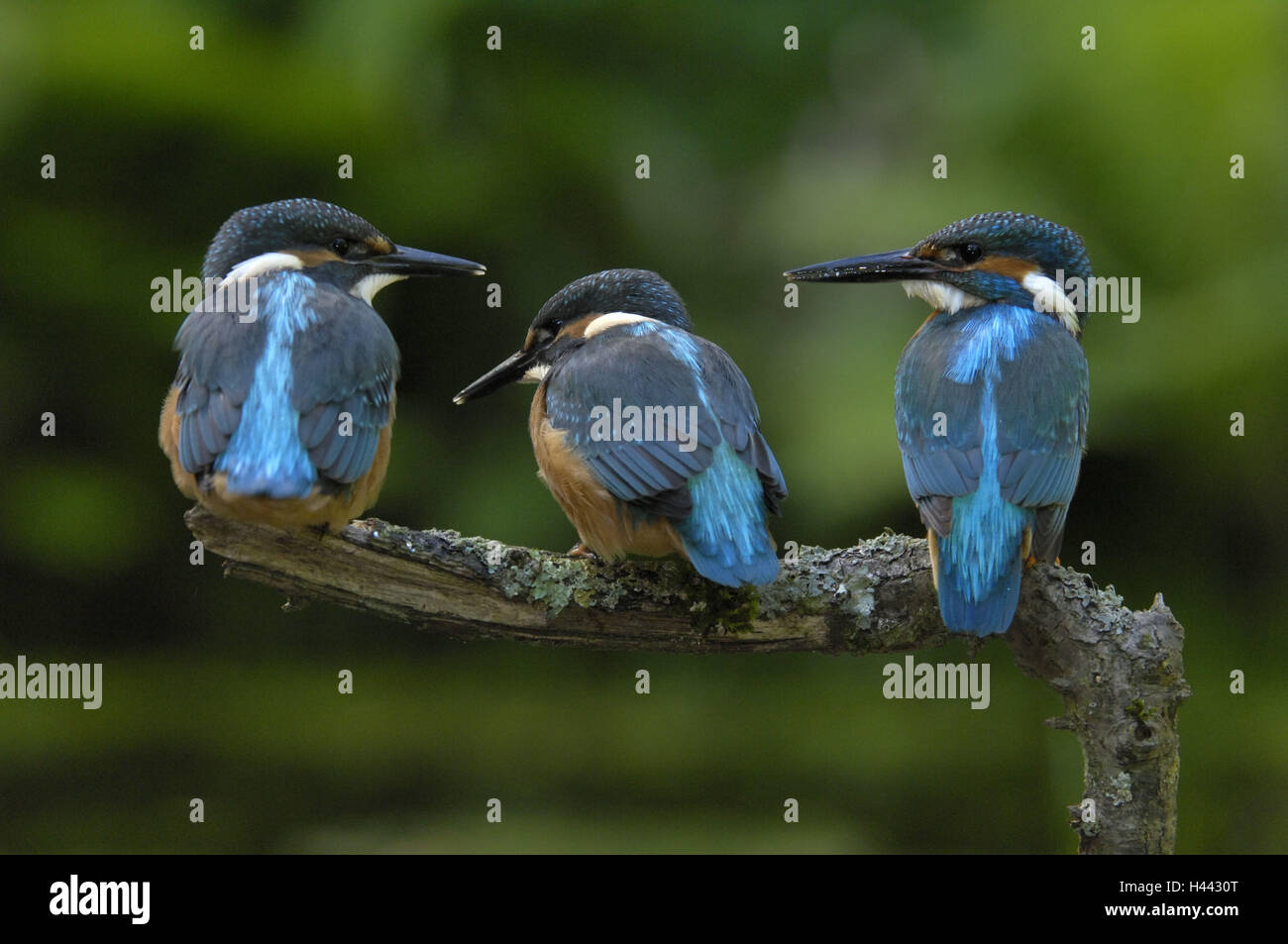 Il Martin pescatore, Kingfisher, Alcedo atthis, tre filiali, sedersi, Foto Stock