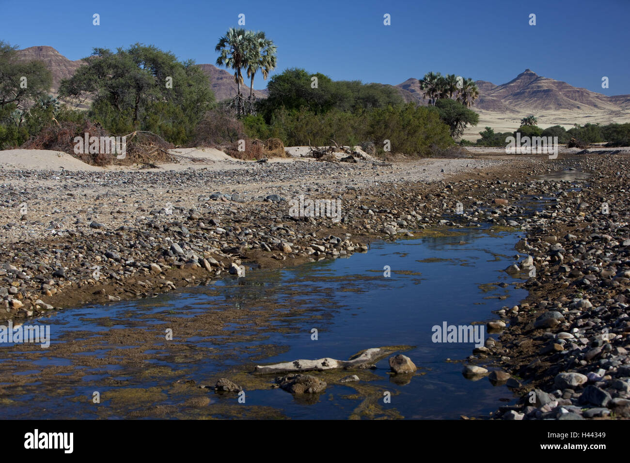 Africa, Namibia, regione Kunene, Kaokoveld, Hoarusib, fiume secco, effimero, oasi fluviale, Namib Desert, Foto Stock