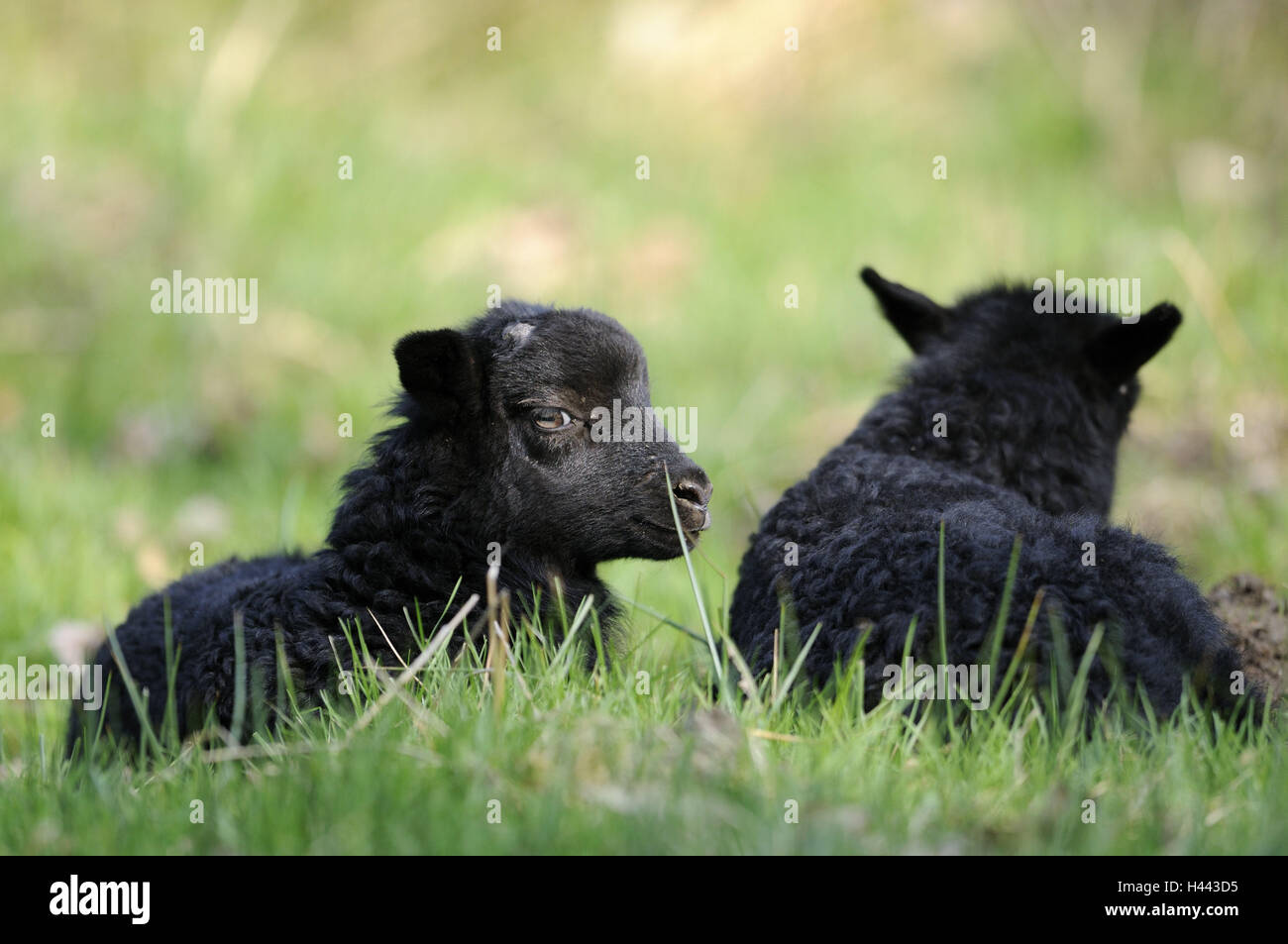 Heidschnucken, agnelli, erba, giacciono, animali mammiferi, a vantaggio degli animali, zoo, animali da zoo, pecore, Schafrasse, prato, nero, tutto il corpo, gli animali giovani, due, sfocatura, Foto Stock