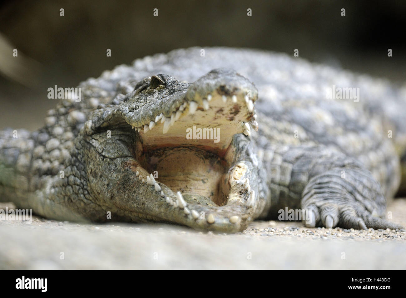 Coccodrillo del Nilo, Crocodylus niloticus, bocca, apertamente, la sfocatura, animale, zoo di animali, zoo, captive, rettili Warmblüter, bite, ruote dentate, coccodrillo, terra vertebrato, pericolosamente, aggressivo, Foto Stock