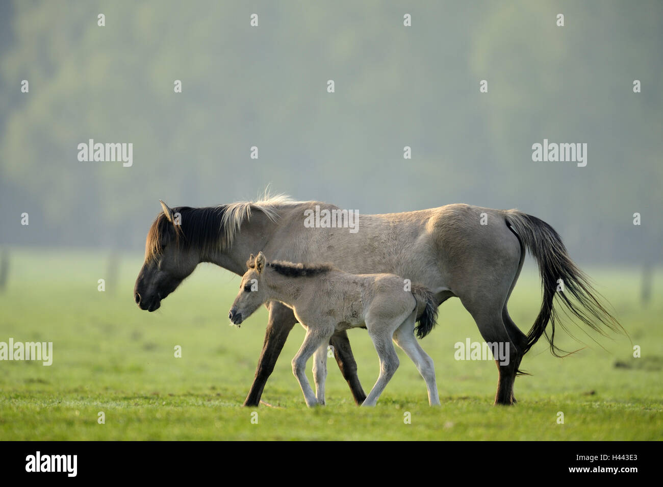 Dülmen cavalli selvaggi, mare, puledro, Germania, Nordrheinwestfahlen, luogo di interesse, monumento naturale, Wildpferdgestüt, riserva naturale, la conservazione della natura, cavalli di razza animale giovane, mammiferi, animali, all'esterno, corpo intero, a lato, Foto Stock