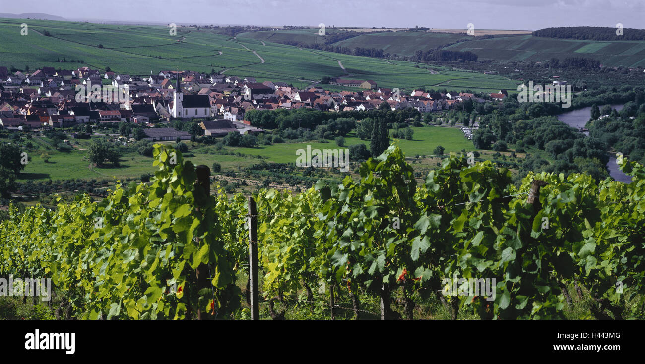 In Germania, in Baviera, Franconia, loop principale con Volkach, vigneto, nord home, panoramica, bassa Franconia, luogo, scenario, campi natura, larghezza, verde, estate, panoramica, Fiume, il principale, vigneti, la viticoltura, l'area viticola, Foto Stock