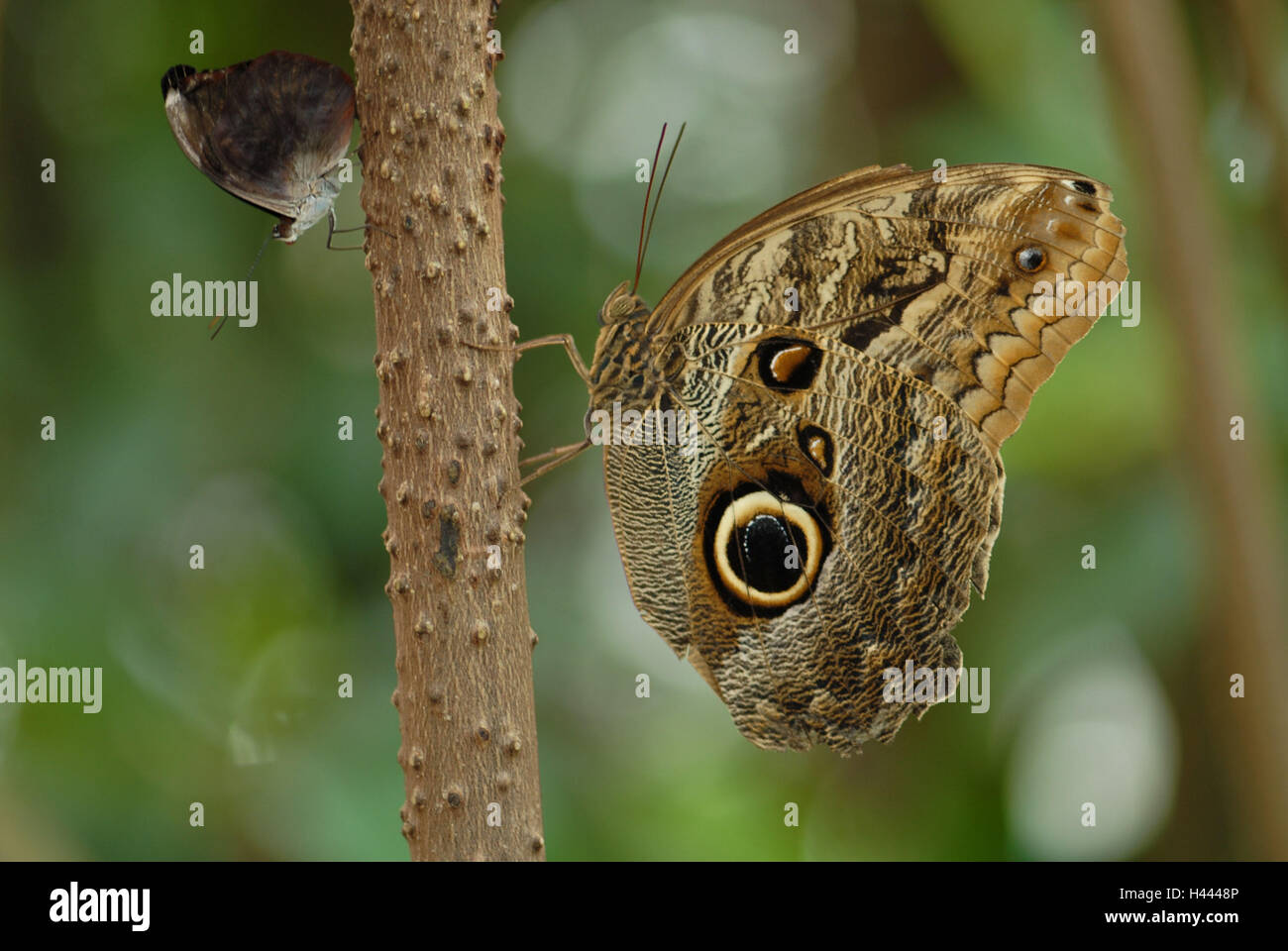 Il ramo, farfalle blu occhio core, Minois dryas, spazzacamino, Aphantopus hyperanthus, verso, Foto Stock