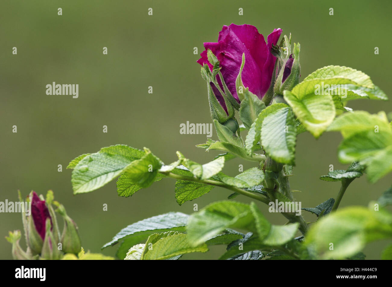 Rosa, fiore, bud levetta, foglie, fioritura, rosso, magenta Foto Stock