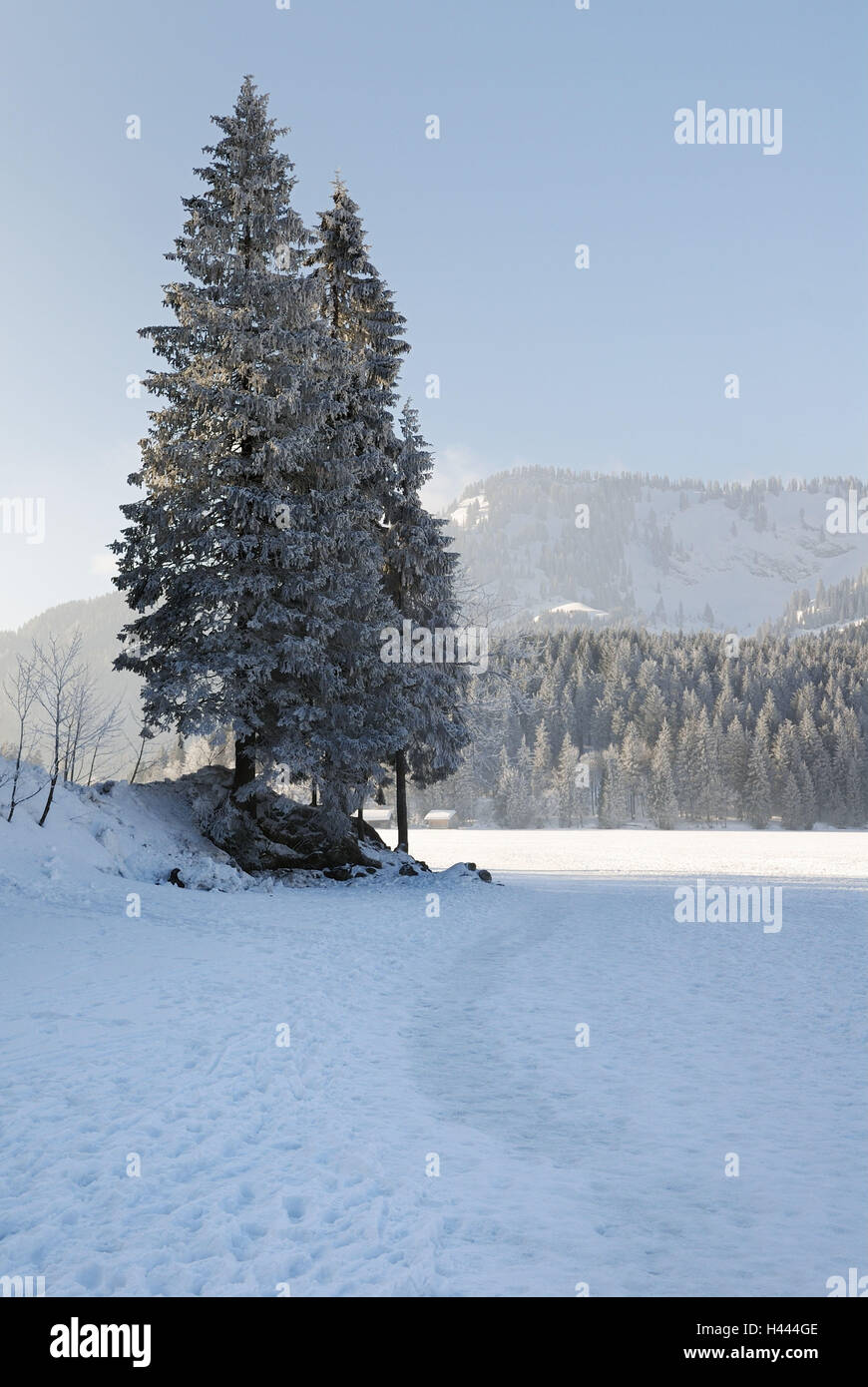 Abeti, superficie della neve, legno, Foto Stock