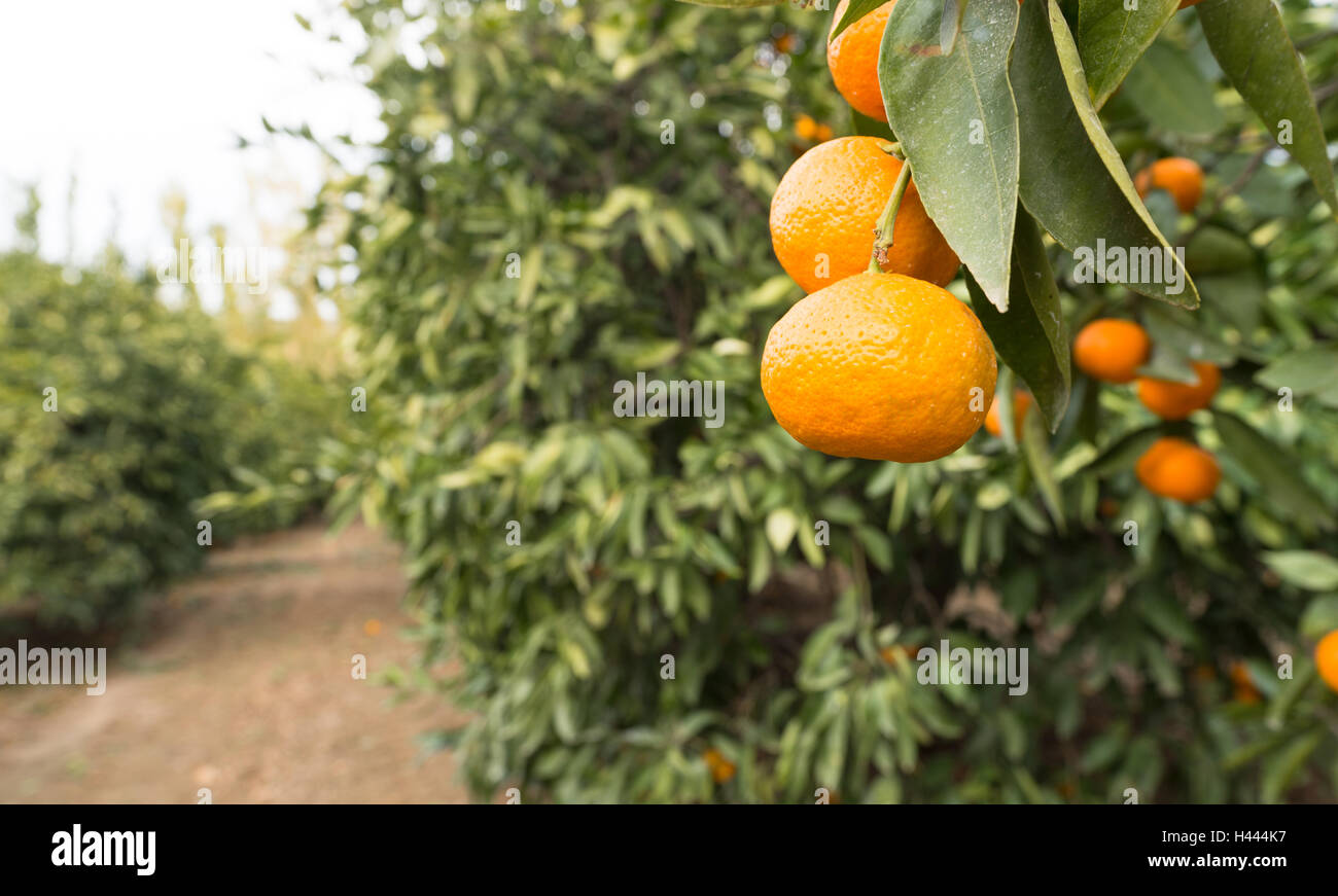 Cibo crudo frutta maturazione delle arance Agricoltura Agriturismo Orange Grove Foto Stock