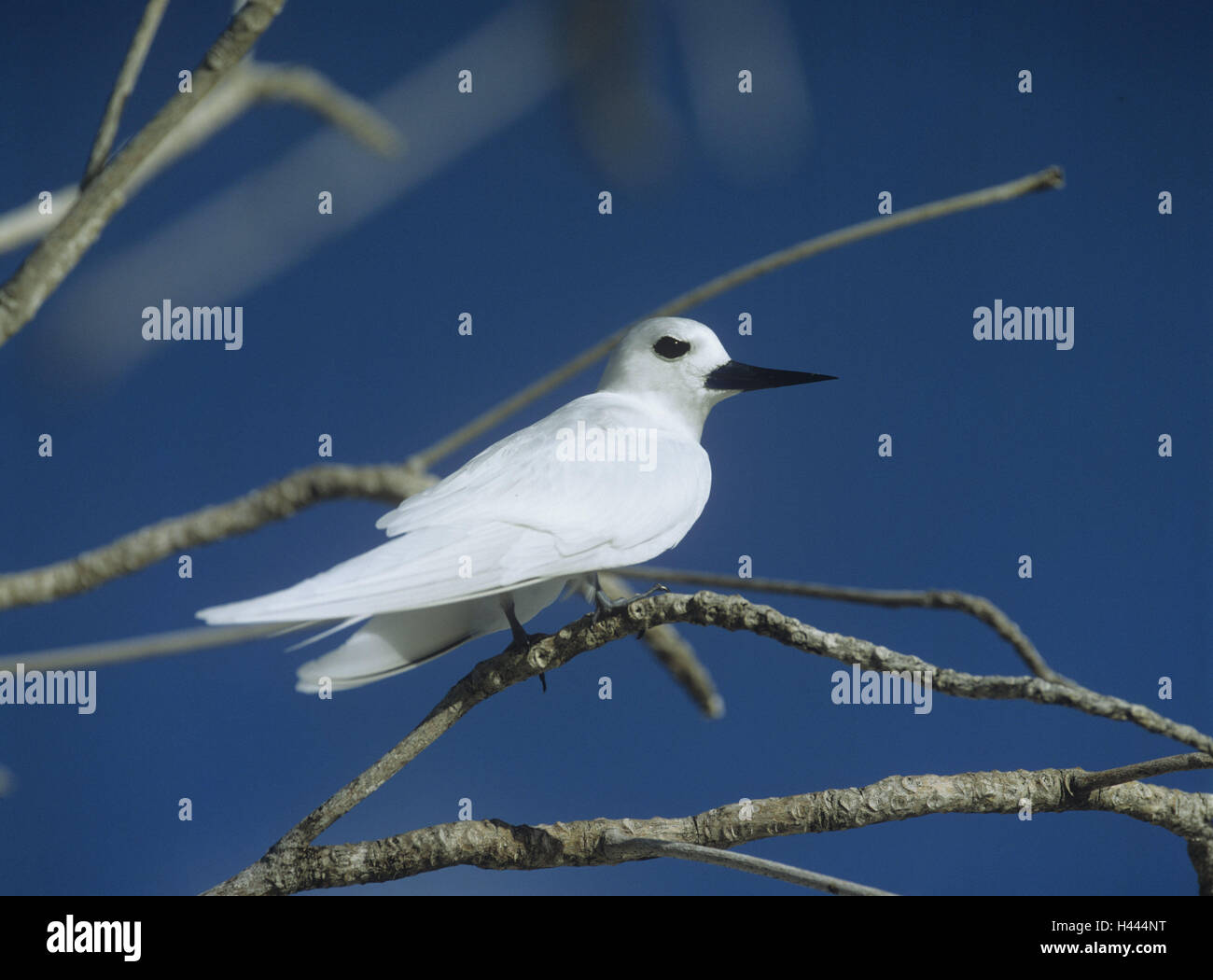 Forche, Fairy Tern, Gygis alb, bird, animale, Terna, deliberata di immersione, Seychelles, piumaggio, bianco, rami, sedersi, Foto Stock