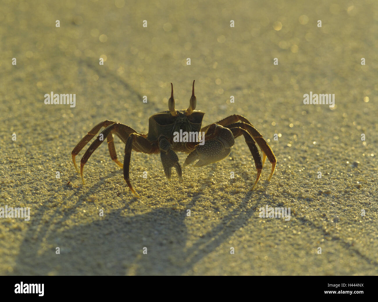 Spiaggia, mente il granchio, Ocypode spec., sabbia, terreno sabbioso, animale, granchio, animale selvatico, mente granchio, il fantasma del granchio, luce, ombra, Foto Stock