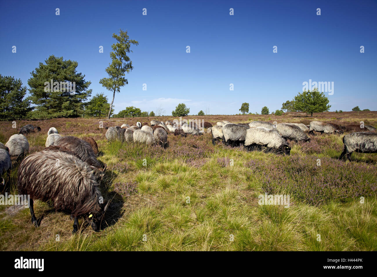 Germania, Bassa Sassonia, Lüneburger moor, pecore Heidschnucken, Foto Stock