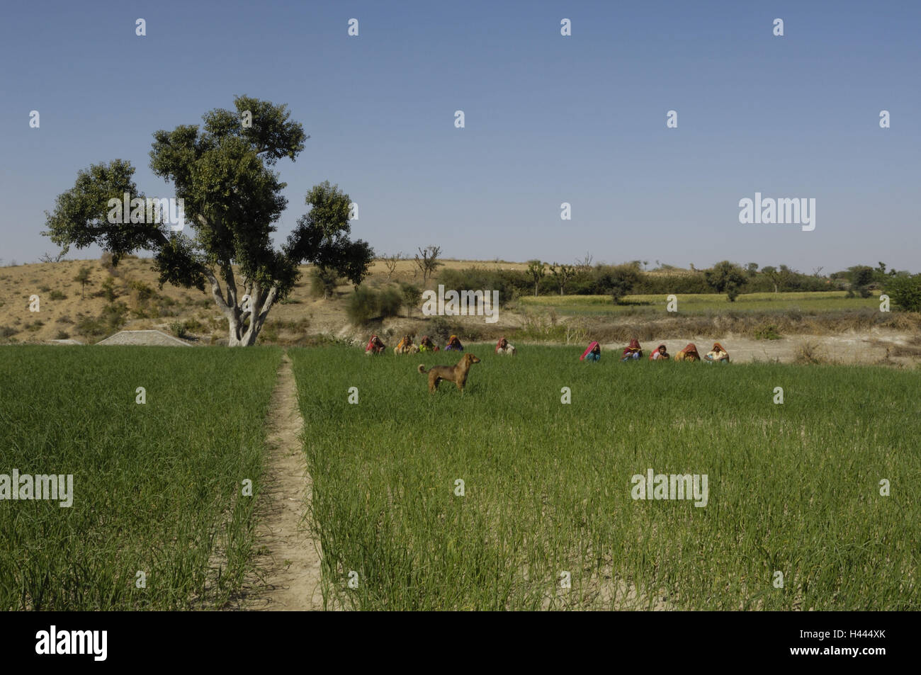 India Rajasthan, Pushkar, campo, donne, cane, nessun modello di rilascio, Foto Stock