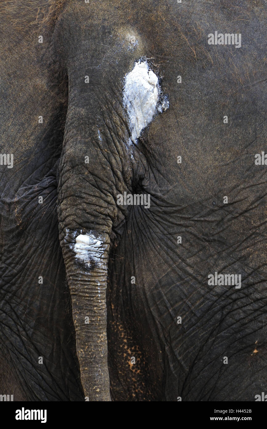 L'elefante indiano, Elephas maximus Bengali il SIS, vista posteriore, dettaglio coda, Foto Stock