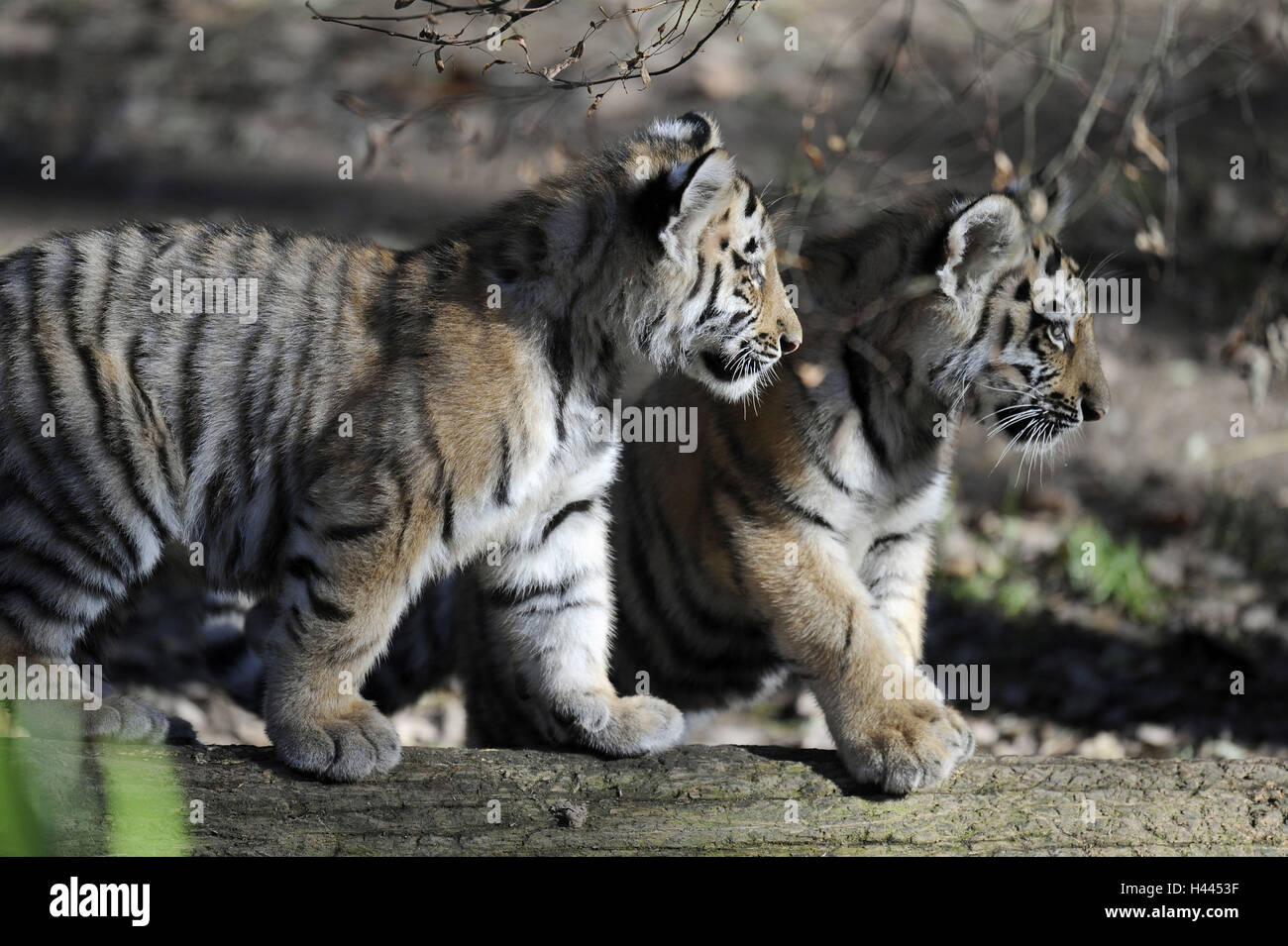 Le tigri siberiane, Panthera tigris altaica, giovani animali, Foto Stock