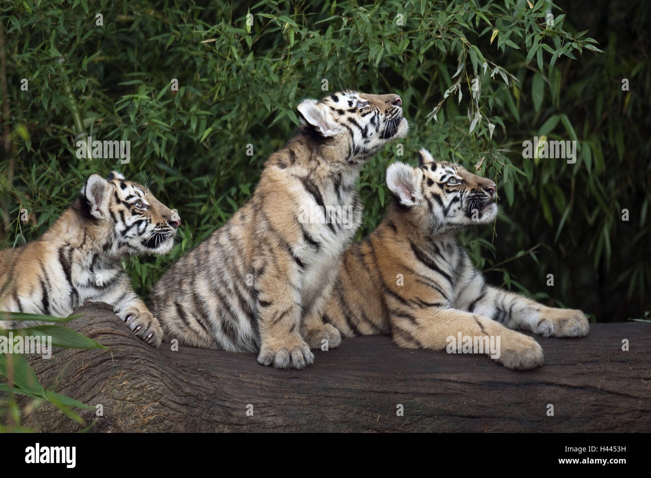 Le tigri siberiane, Panthera tigris altaica, giovani animali, Foto Stock