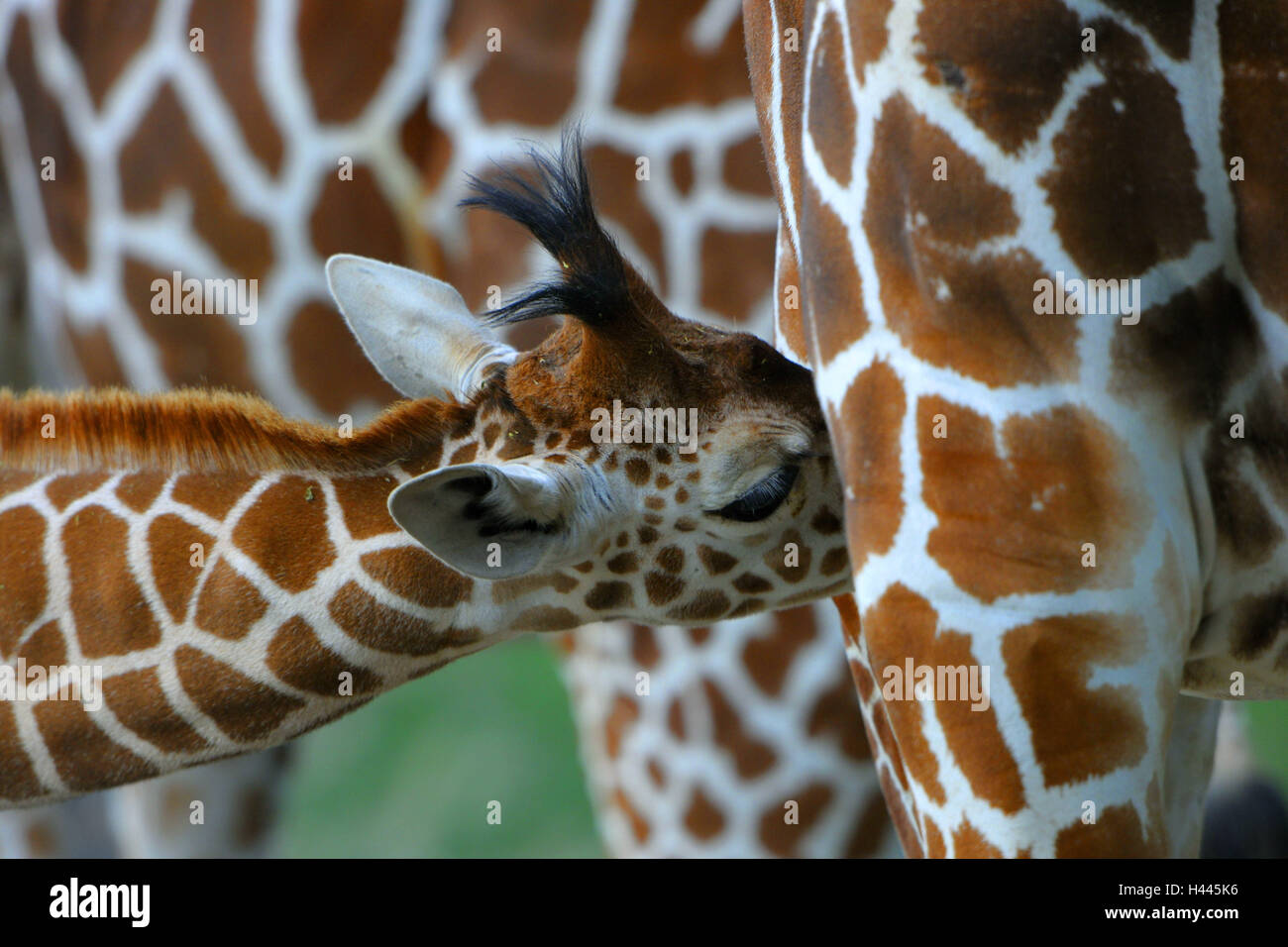 Giraffa somala, Giraffa camelopardalis reticulata, giovane animale, infermiere, medium close-up, Foto Stock