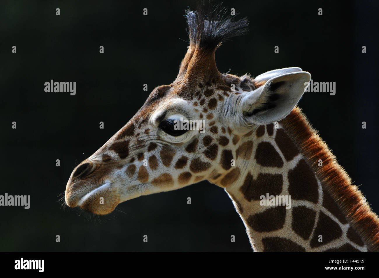 Rete, giraffa Giraffa camelopardalis reticulata, ritratto, vista laterale Foto Stock
