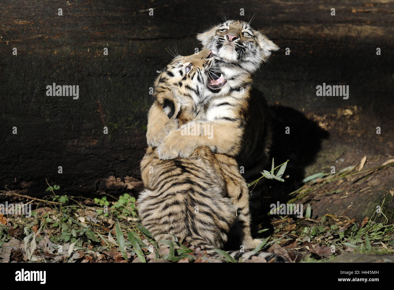 Le tigri siberiane, Panthera tigris altaica, animali giovani, play, Foto Stock