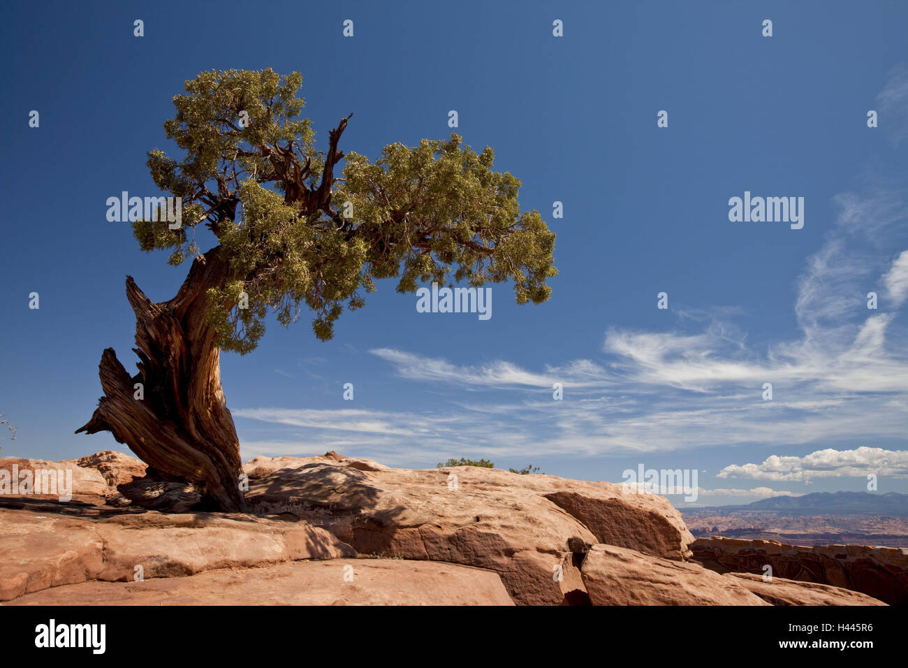 Gli Stati Uniti, Utah e Colorado plateau, il Parco Nazionale di Canyonlands, Islanda nel cielo, Mesa Arch, ginestra, Foto Stock