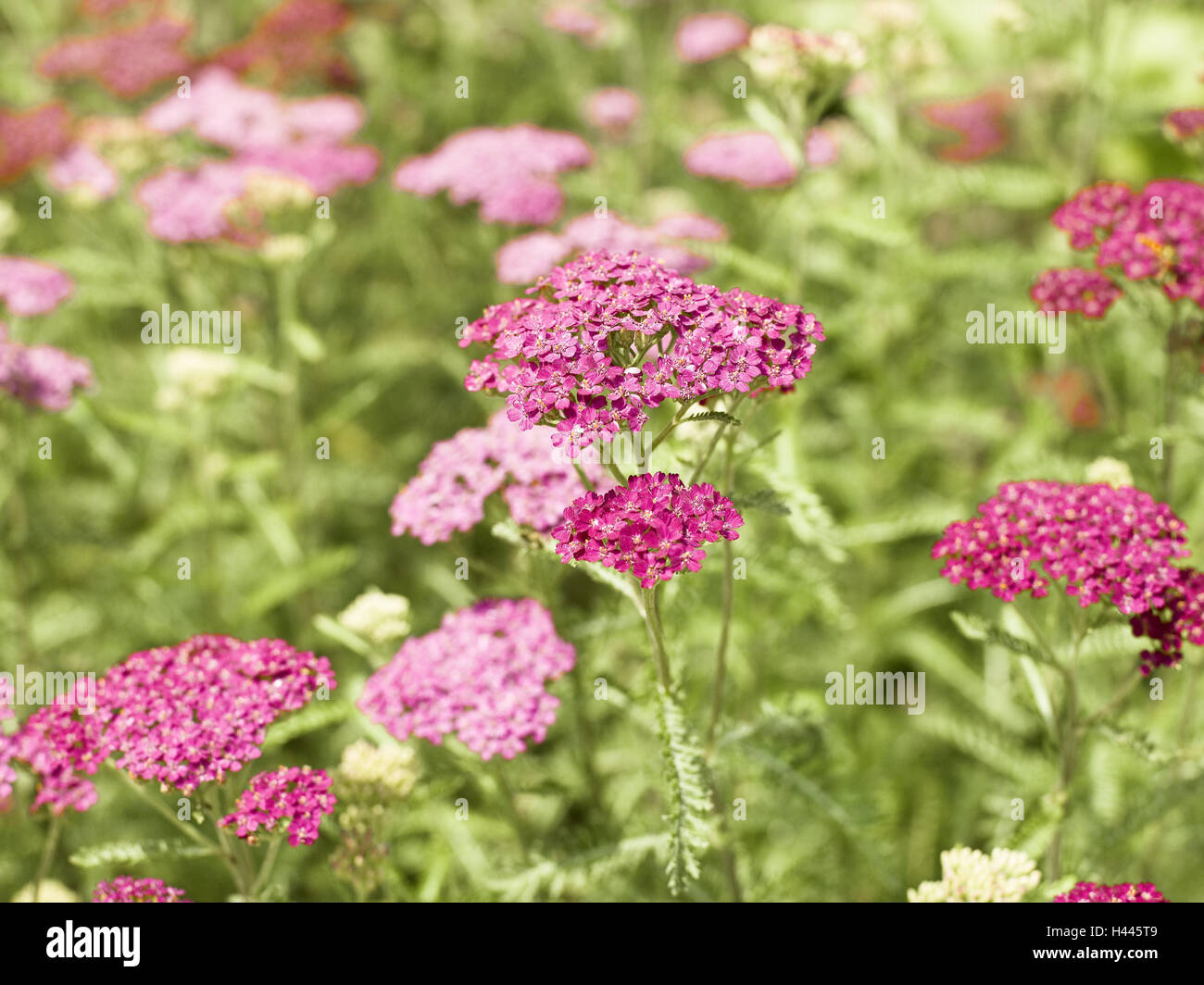 Comune di achillea, Achillea millefolium 'paprika', dettaglio Foto Stock